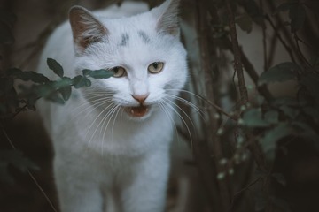 G-_DCIM_101ND800_DSC_9096x