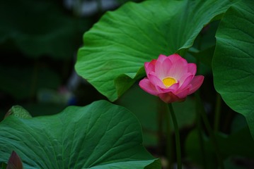 20094