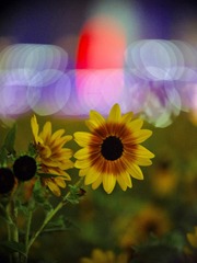 C6FEA887-A731-489D-973B-5D0041E0BBEB/L0/001