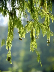 D9475187-AB8B-4F26-85A1-6599E5D9FB26/L0/001