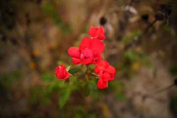DSC09634
