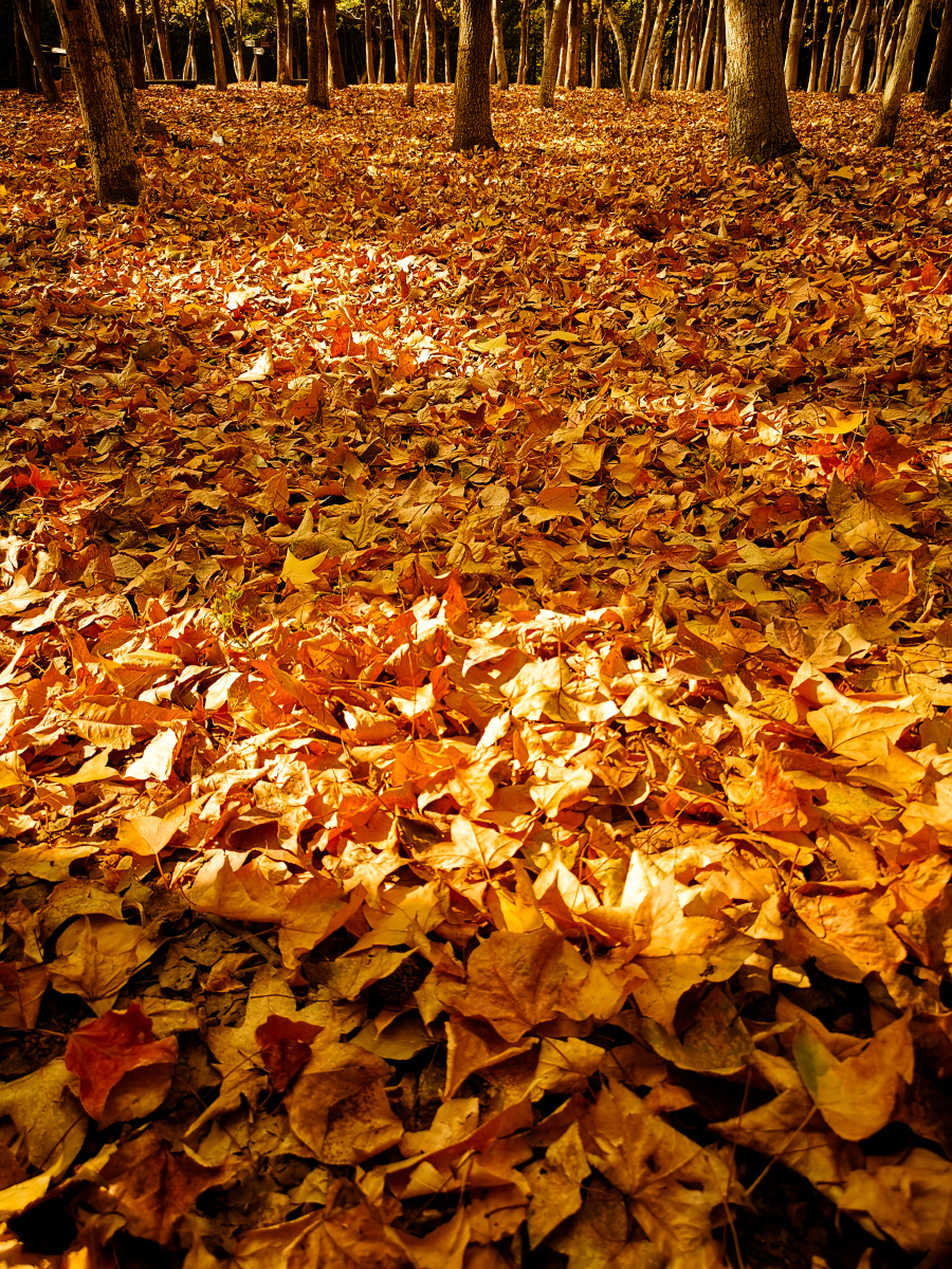 黄叶遍地