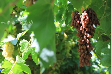 img_3931-1_副本.jpg