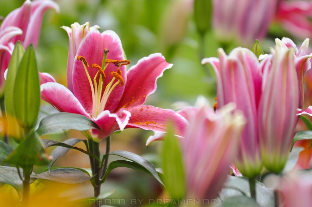 20130330-DSC_0080<br />