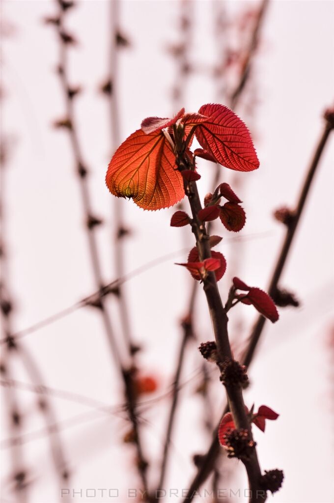 20130330-DSC_0115<br />