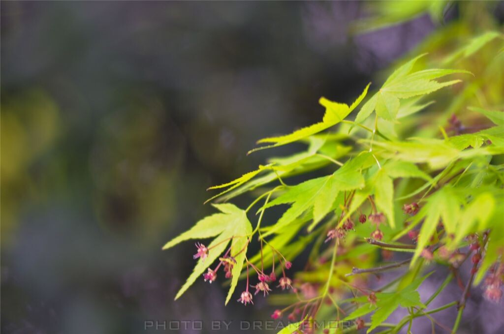 20130330-DSC_0218<br />