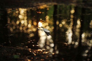 IMG_0913_