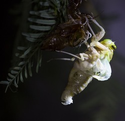 JI7A8670-2.jpg