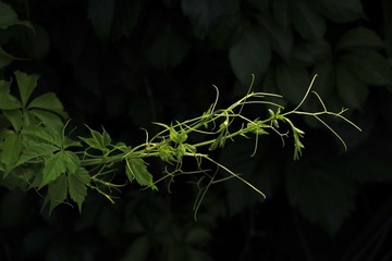 无处攀爬-DSC9066