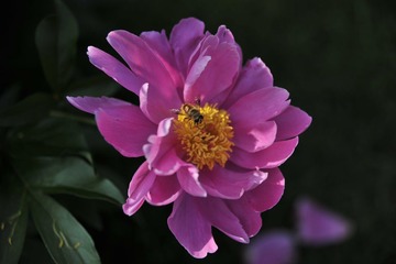 六月的芍药-DSC9073