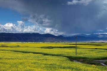 行摄油菜花-P7258232