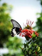 PC080400.jpg