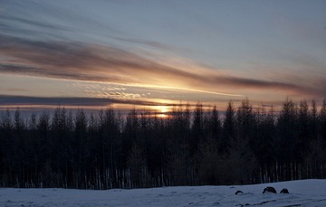 “CF006736”Y1.jpg