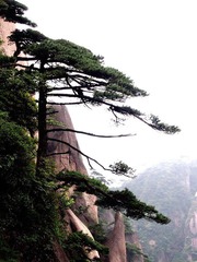 P6212217-迎客松.JPG
