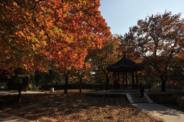 地坛的金秋