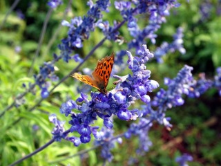 薰衣草情节