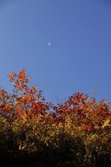 朗月