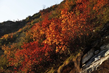 黄栌