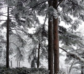 黄山雪松