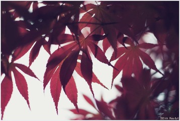 _DSF0145 副本.jpg