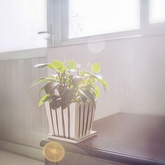 花儿