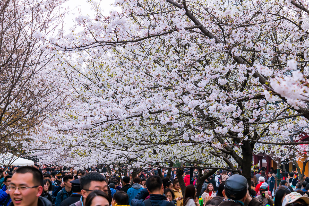 阳春三月,樱花盛开,南京鸡鸣寺樱花街满街娇艳,满街芬芳,成