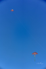1000023278