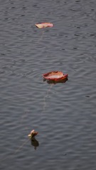 1000031270