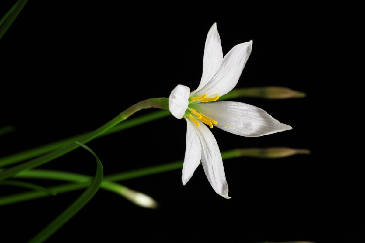 兰草- dl拍 - 图虫网 - 优质摄影师交流社区