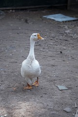1000027684