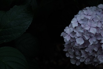 310666