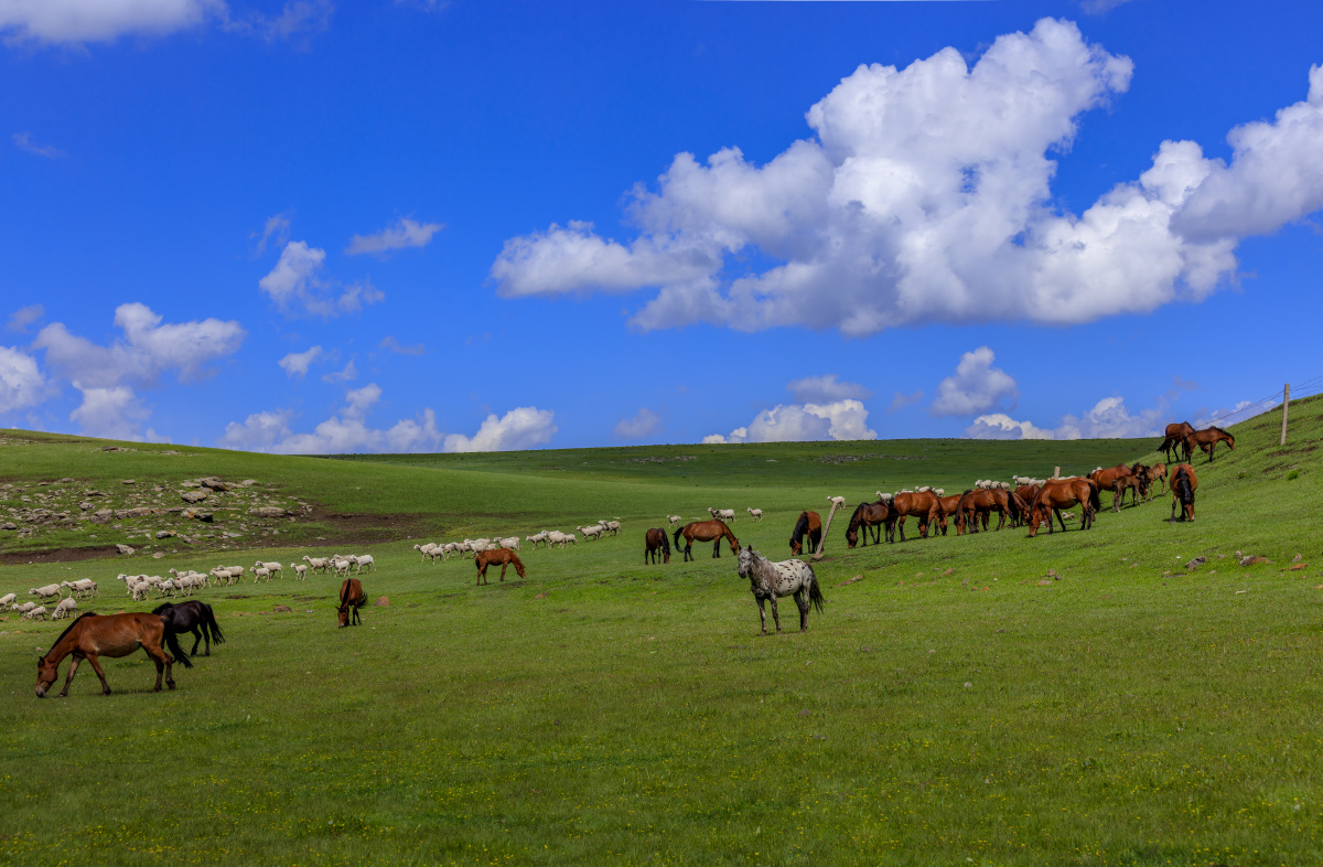 辉腾锡勒大草原,马群,羊群. - 内蒙古贝尔生态旅行社