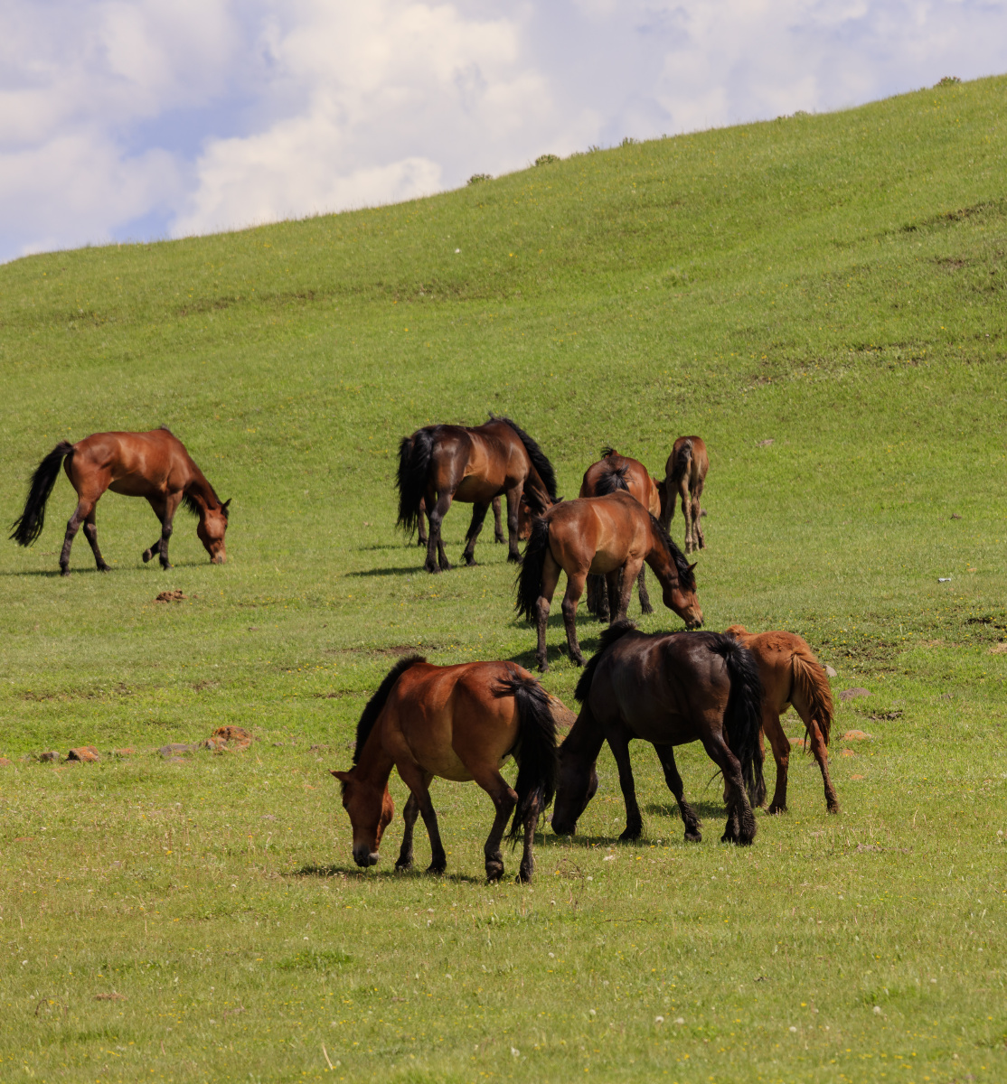 草原,牧场,马群. - 内蒙古贝尔生态旅行社 - 图虫