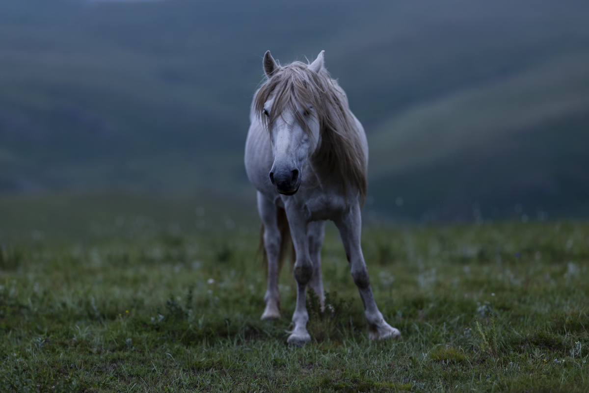 蒙古马红石崖高山牧场