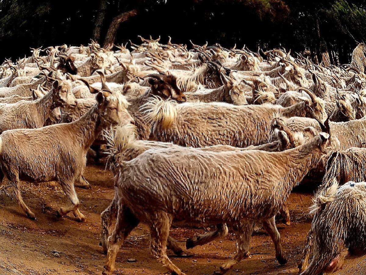 昨天,我有幸看到了可喜的一幕;上午,我所在邻村的阎姑娘,手握放羊鞭