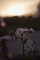 1000024027