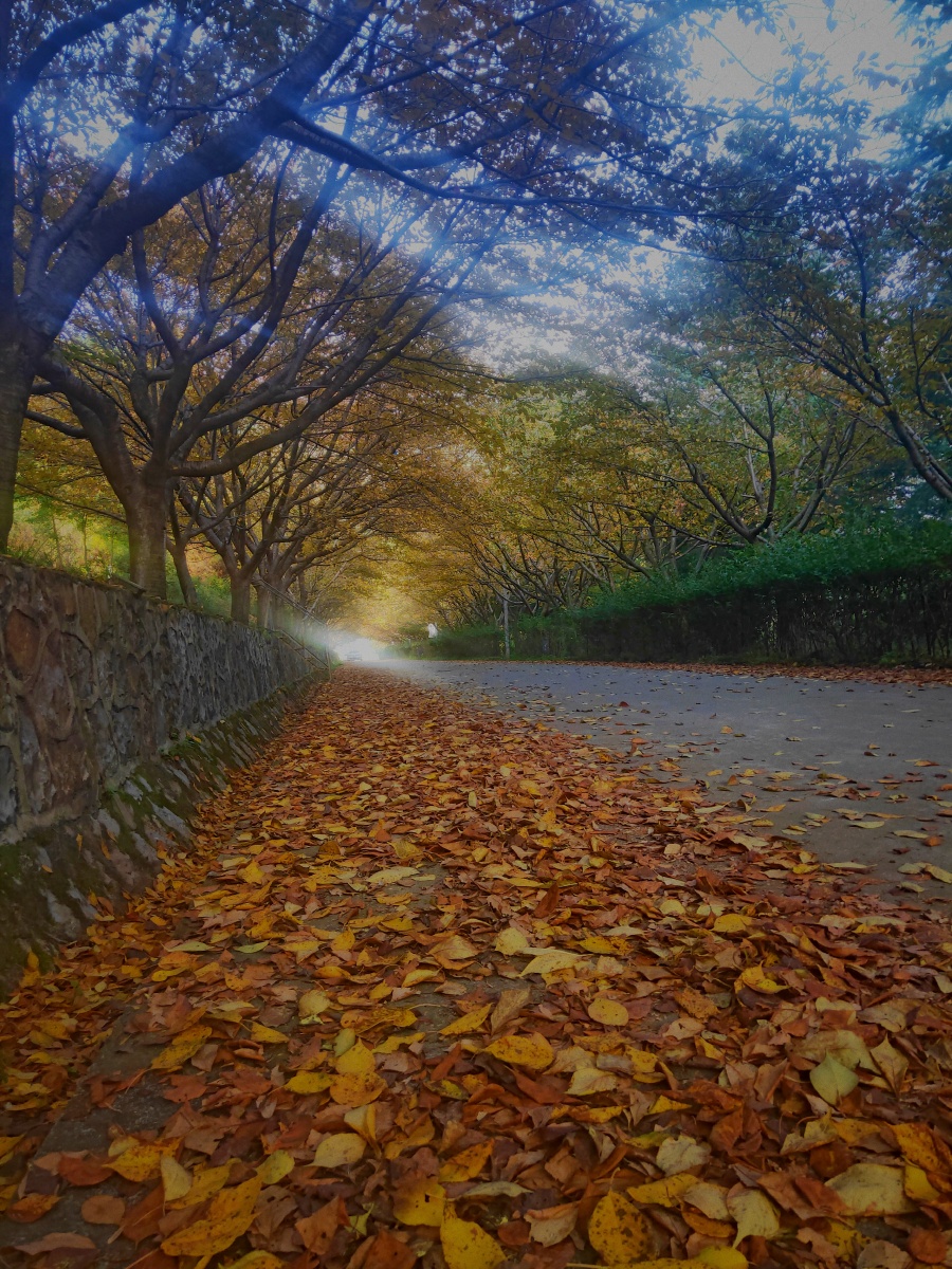 拍拍落叶,赏赏秋景.