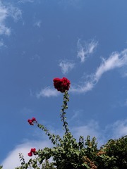 1000023372