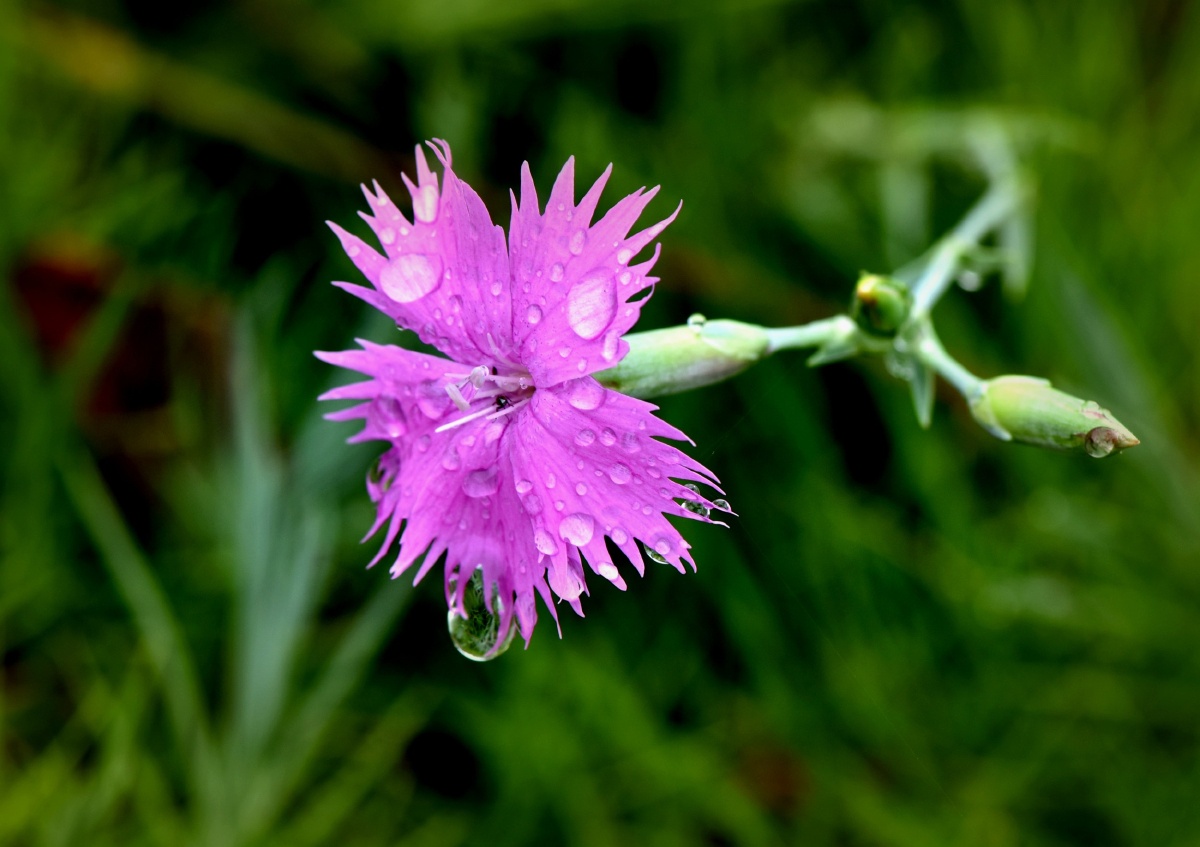 秋雨- yanglingguo - 图虫网 - 优质摄影师交流社区