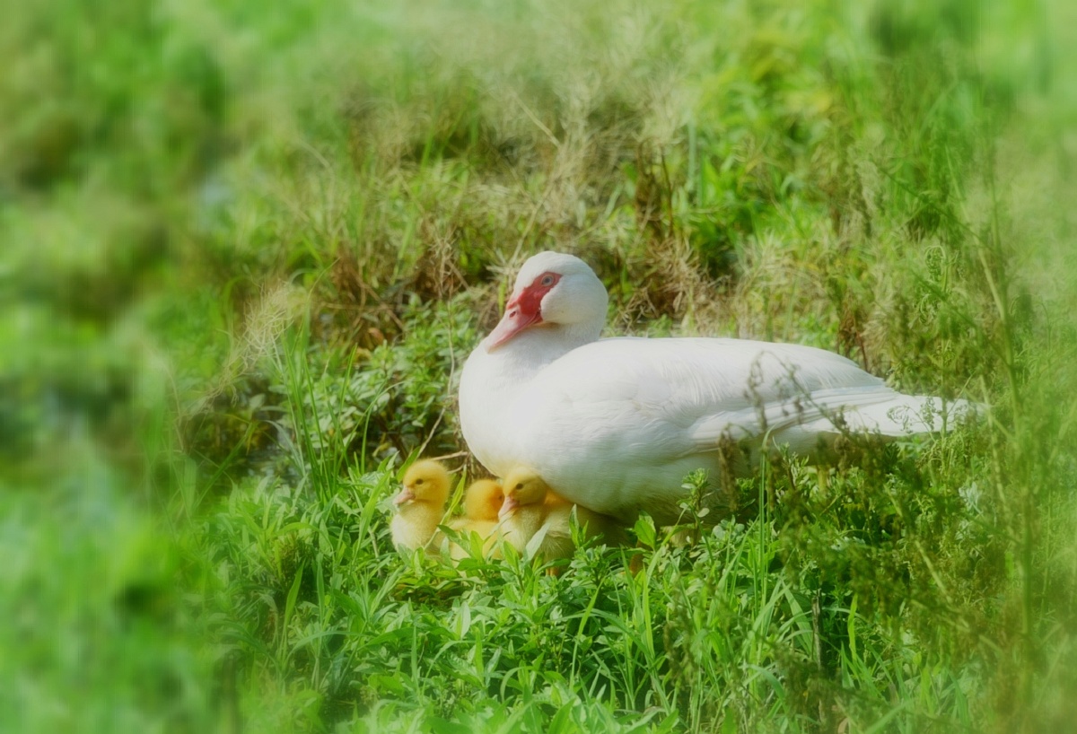 母爱- yanglingguo - 图虫网 - 优质摄影师交流社区
