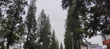 1000042926