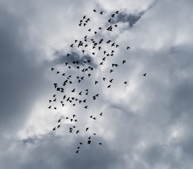 1000122959