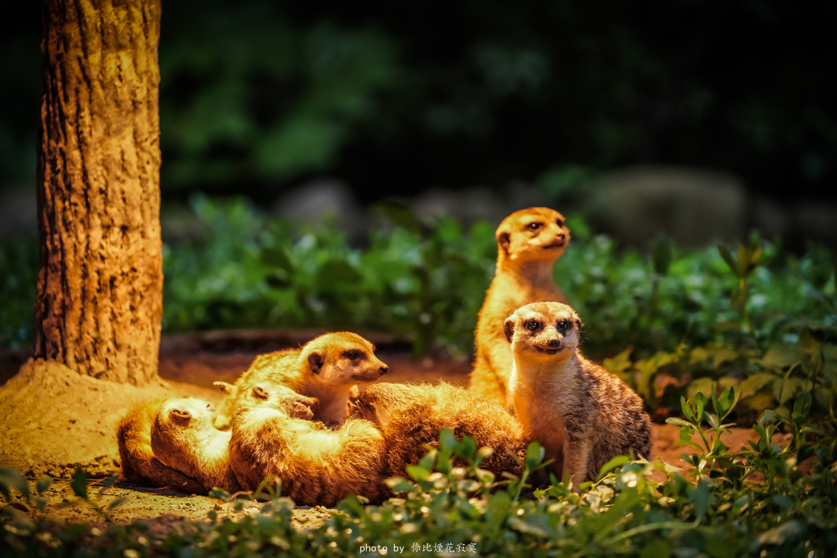 (猫鼬)丁满一家