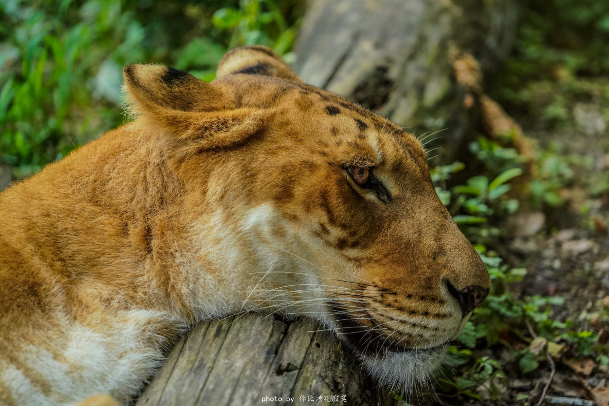来一张特写,正好懒洋洋的在打盹呢,眼睛偶尔睁开一下下