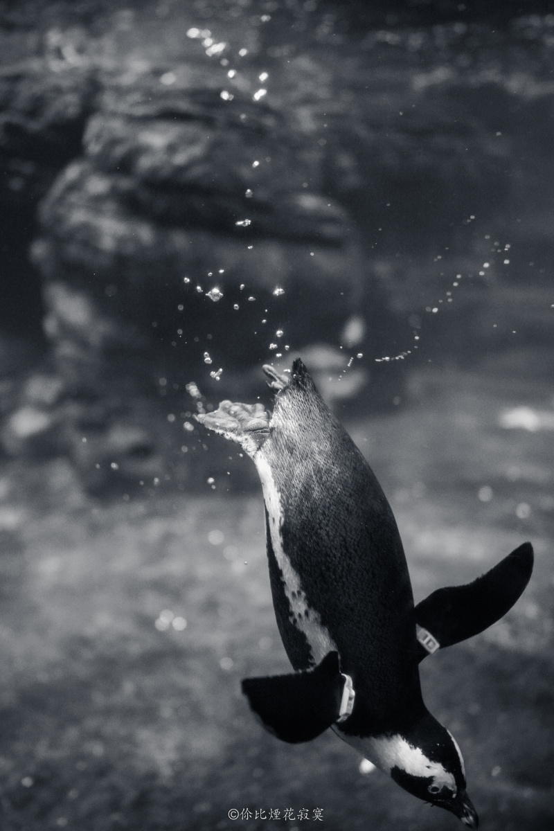 企鹅潜水