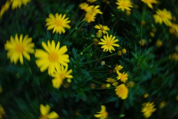 1000020113