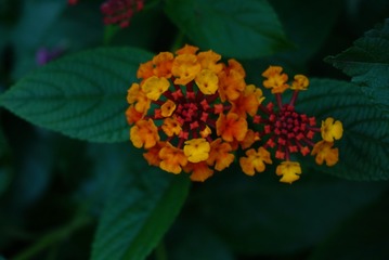 1000020107