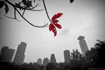 DSC_0016.jpg
