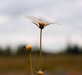 11926