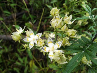 WP_000272.jpg